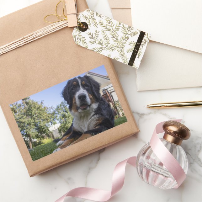 Pegatina Rectangular perrito montañés bernés en segundo lugar (Regalar)