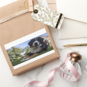 Pegatina Rectangular perrito montañés bernés en segundo lugar