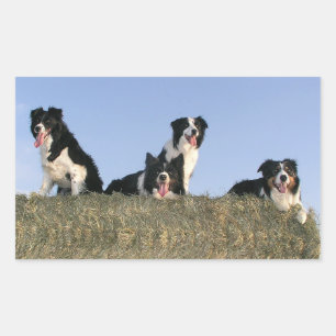 Pegatina Rectangular Perro cachorro Border Collie negro y blanco Amor