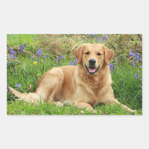 Pegatina Rectangular Perro cachorro guapo Hola amor Tía de oro