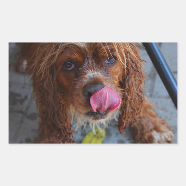 Pegatina Rectangular Perro húmedo con banana (Anverso)