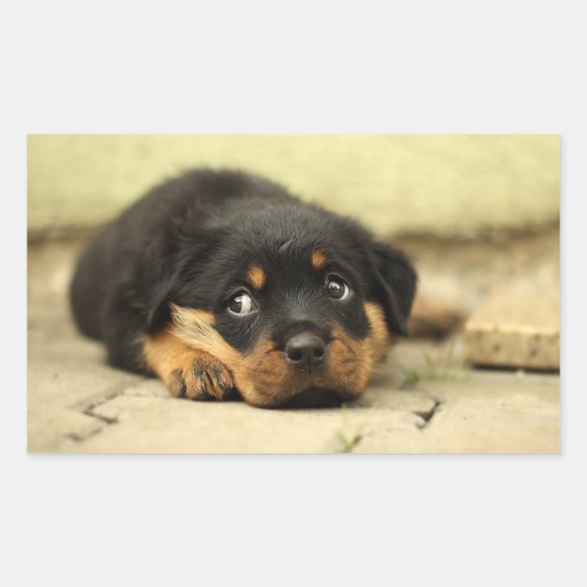 Pegatina Rectangular Perro picante (Anverso)