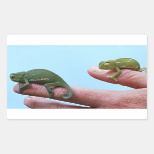 Pegatina Rectangular Perspectiva de los camaleones del bebé