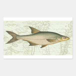 Pegatina Rectangular Pescado de agua dulce en el mapa