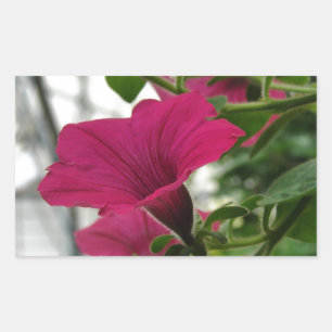 Pegatina Rectangular Petunia