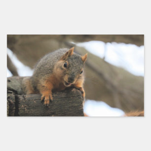 Pegatina Rectangular Pfft