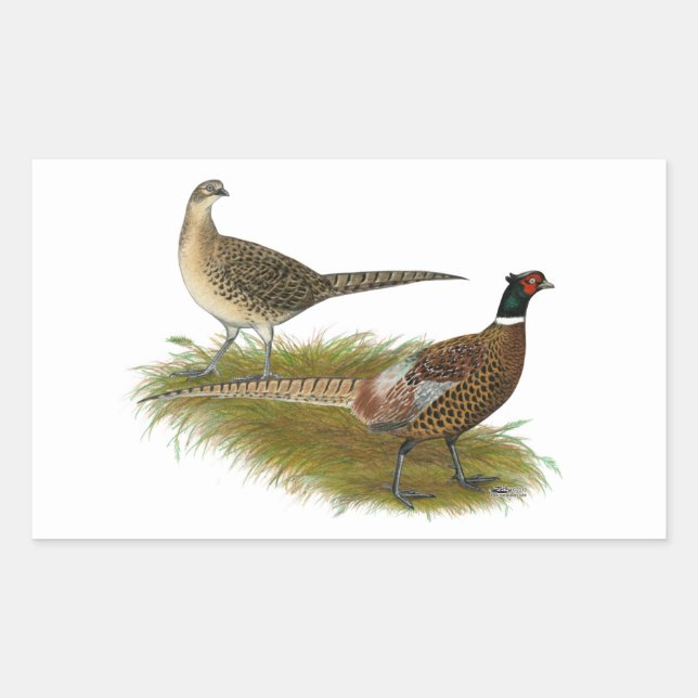 Pegatina Rectangular Pheasant: Pareja Ringneck (Anverso)