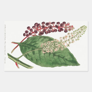 Pegatina Rectangular Phytolacca Decandra (American Pokeweed) (1806)
