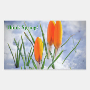 Pegatina Rectangular ¡Piensen en la Primavera! Crocus Flower Pushing a 