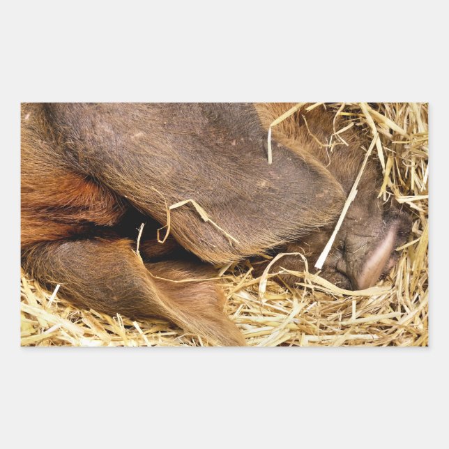 PEGATINA RECTANGULAR PIGS (Anverso)