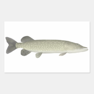 Pegatina Rectangular Pike septentrional