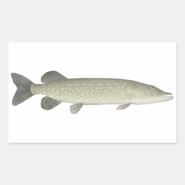 Pegatina Rectangular Pike septentrional (Anverso)