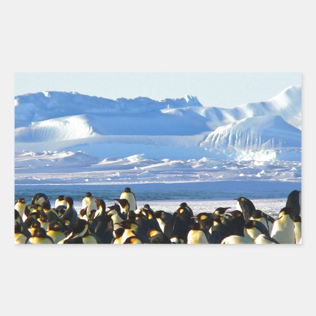Pegatina Rectangular Pingüinos emperadores (Anverso)