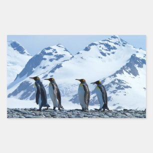 Pegatina Rectangular Pingüinos Reyes de Georgia del Sur