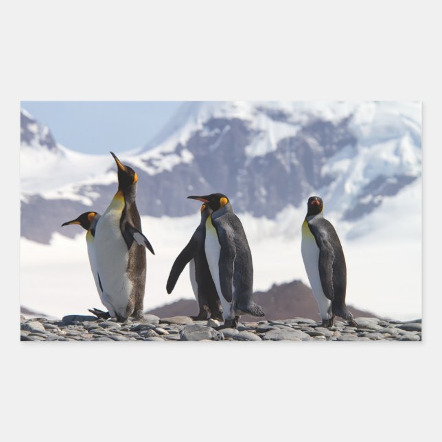 Pegatina Rectangular Pingüinos Reyes de Georgia del Sur (Anverso)