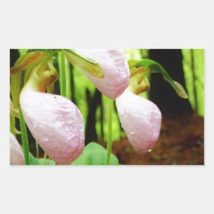 Pegatina Rectangular Pink Lady Slipper Wild Orchid