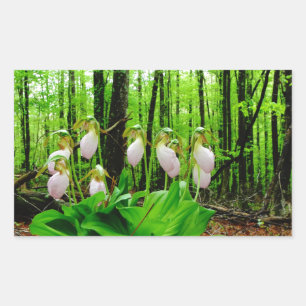 Pegatina Rectangular Pink Lady Slipper Wild Orchid