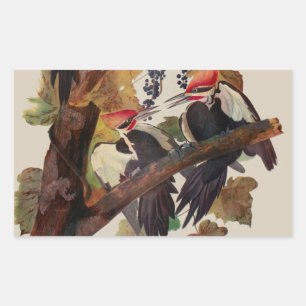 Pegatina Rectangular Pintado de pájaro carpintero con basculante Audubo