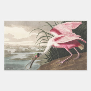 Pegatina Rectangular Pintado de vida silvestre de roseate Spoonbill Aud