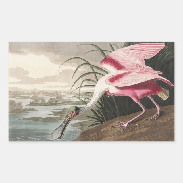 Pegatina Rectangular Pintado de vida silvestre de roseate Spoonbill Aud (Anverso)