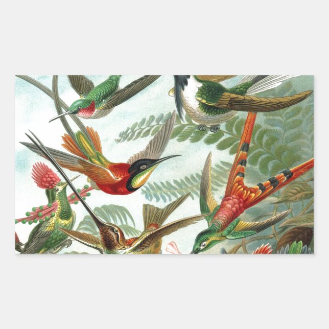Pegatina Rectangular pintura clásica de la fauna silvestre de comingbir (Anverso)