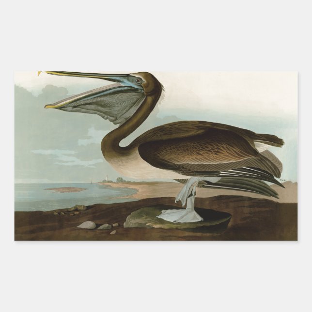Pegatina Rectangular Pintura de arte pelicano John James Audubon Brown (Anverso)