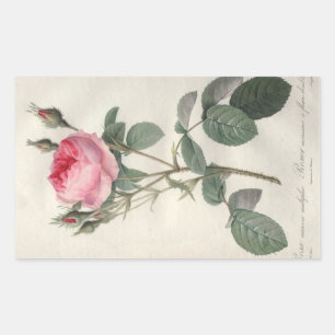 Pegatina Rectangular Pintura de rosas de color rosa pálido