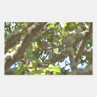 Pegatina Rectangular Pinzón vulgar