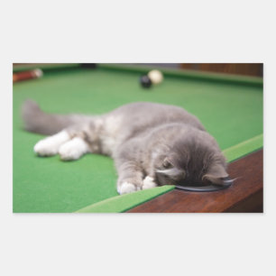Pegatina Rectangular Piscina de juegos para gatitos