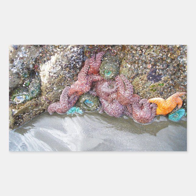 Pegatina Rectangular Piscina de marea, playa de Ruby, Parque Nacional O (Anverso)