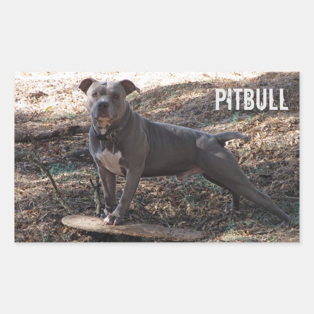 Pegatina Rectangular Pitbull con Pegatinas del Skateboard (Anverso)