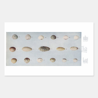 Pegatina Rectangular Placa B De Huevos De Ave Historia Natural Vintage