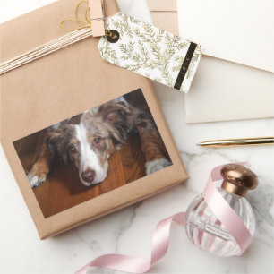 Pegatina Rectangular planicie de tendido de merle rojo australiano