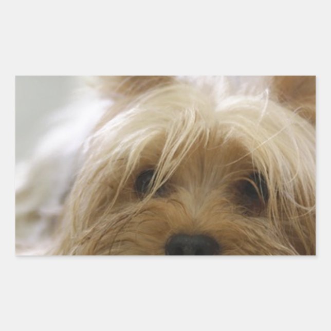 Pegatina Rectangular Plano de Yorkshire-terrier.png (Anverso)