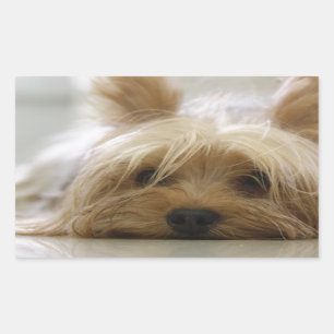 Pegatina Rectangular Plano de Yorkshire-terrier.png