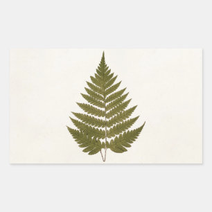 Pegatina Rectangular Plantilla de hoja de hierro verde oliva del siglo