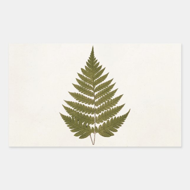 Pegatina Rectangular Plantilla de hoja de hierro verde oliva del siglo  (Anverso)