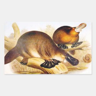 Pegatina Rectangular "Platypus con billete"