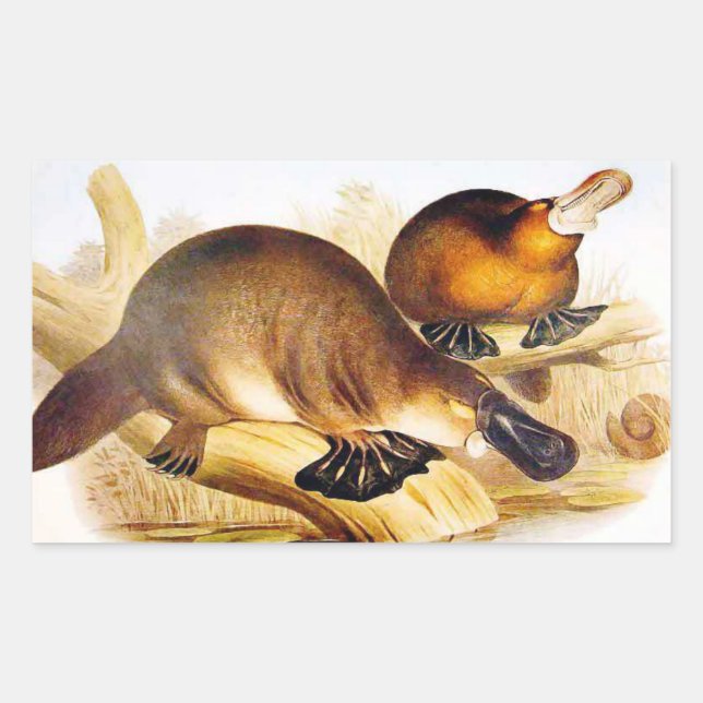 Pegatina Rectangular "Platypus con billete" (Anverso)