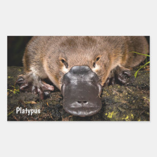 Pegatina Rectangular Platypus de Australia