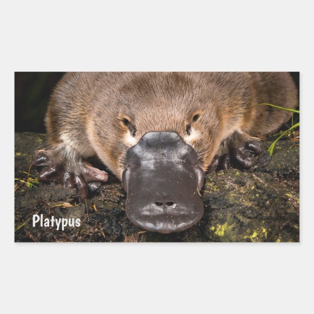 Pegatina Rectangular Platypus de Australia (Anverso)