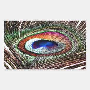 Pegatina Rectangular Pluma Colorida de Pavo Real de Cobre