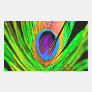 Pegatina Rectangular Pluma de Pavo Real Colores Neón