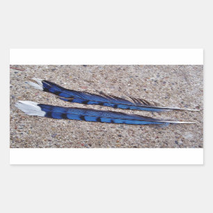 Pegatina Rectangular plumas de pájaro de Jay azul