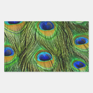 Pegatina Rectangular Plumas Hermosas de Pavo Real