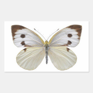 Pegatina Rectangular PNG de gran mariposa blanca aislada