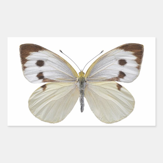 Pegatina Rectangular PNG de gran mariposa blanca aislada (Anverso)
