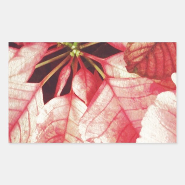 Pegatina Rectangular Poinsettia (Anverso)