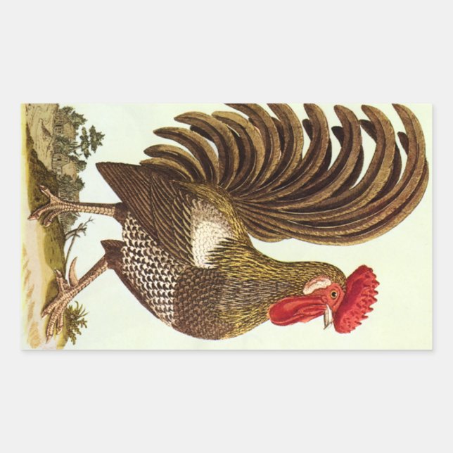 Pegatina Rectangular Pollos de animales de granja, gallo de oro (Anverso)