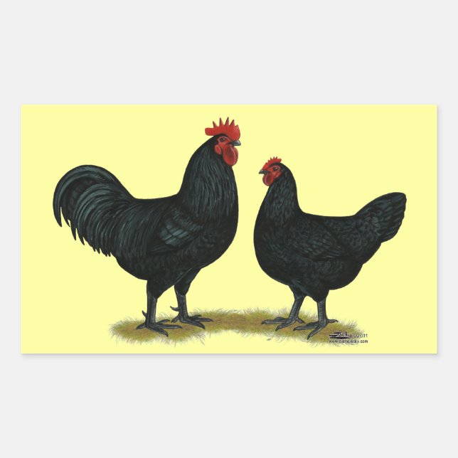 Pegatina Rectangular Pollos Java negros (Anverso)